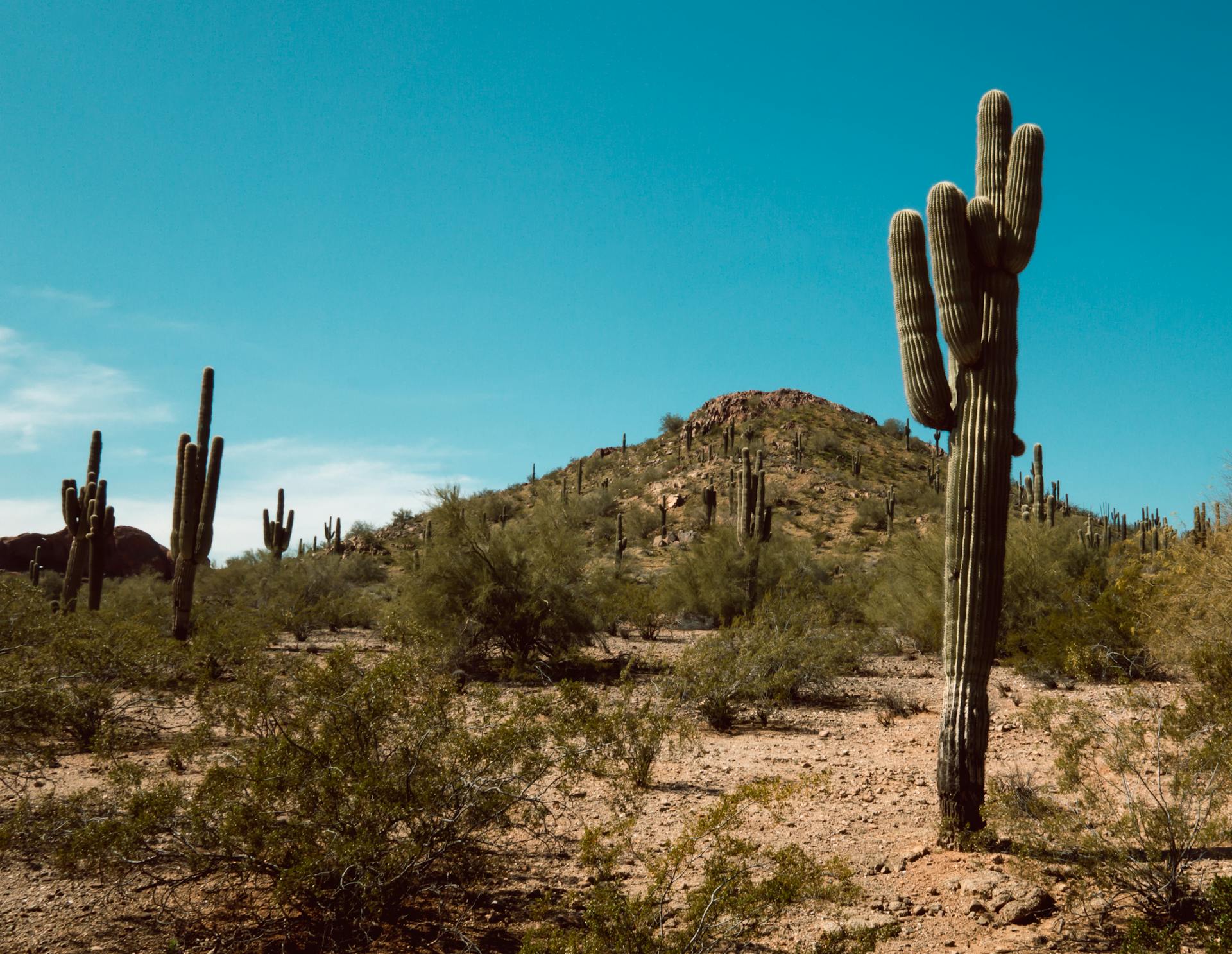 Arizona desert landscape with saguaro cacti representing the Phoenix Valley service area